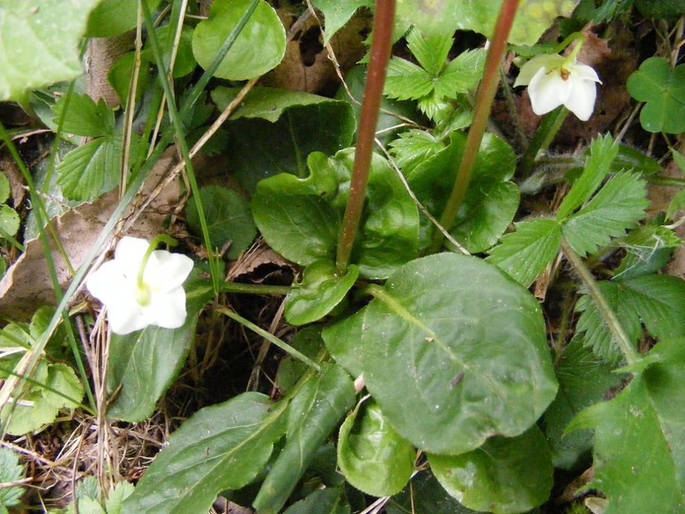 Pyrola minor / Piroletta minore